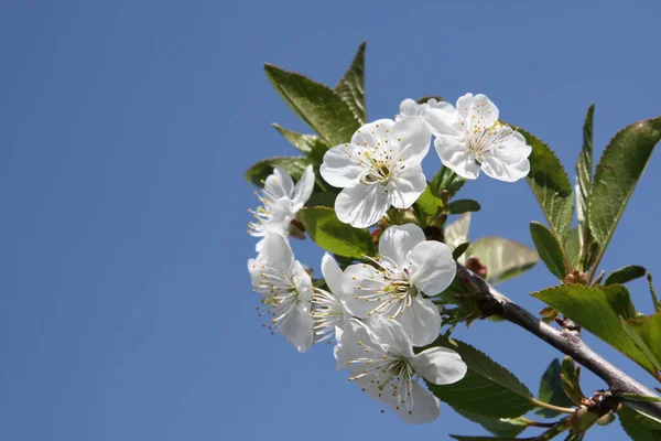 Fleurs Blanches Pommier Printemps — Photo