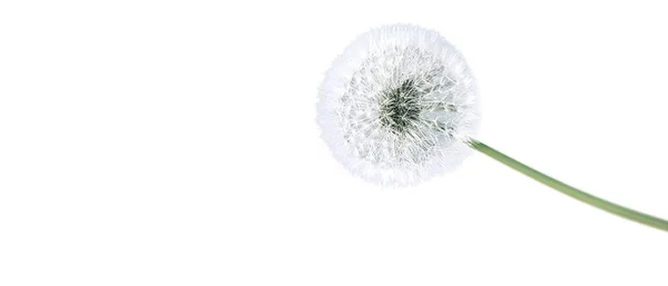 Цветок Одуванчика Изолирован Белом Фоне — стоковое фото
