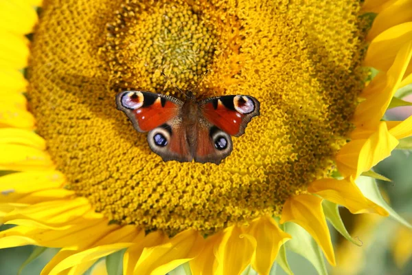 Sonnenblume Auf Gelber Blume — Stockfoto