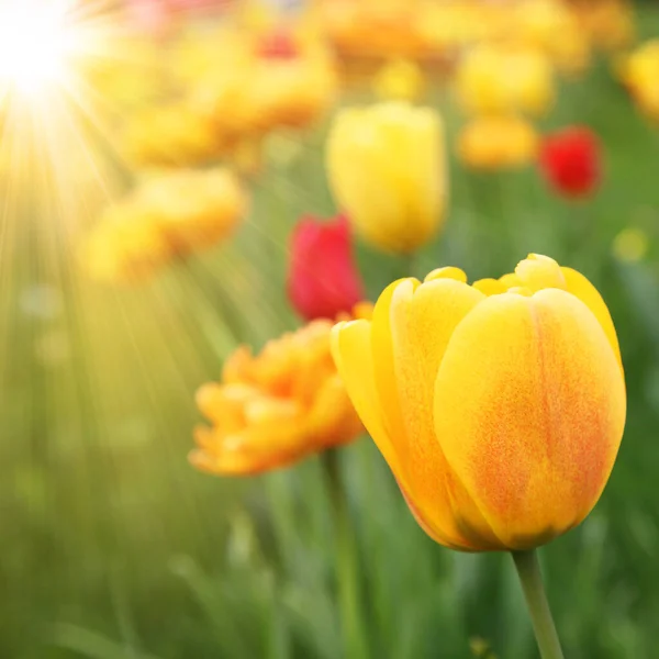 Hermosos Tulipanes Jardín — Foto de Stock