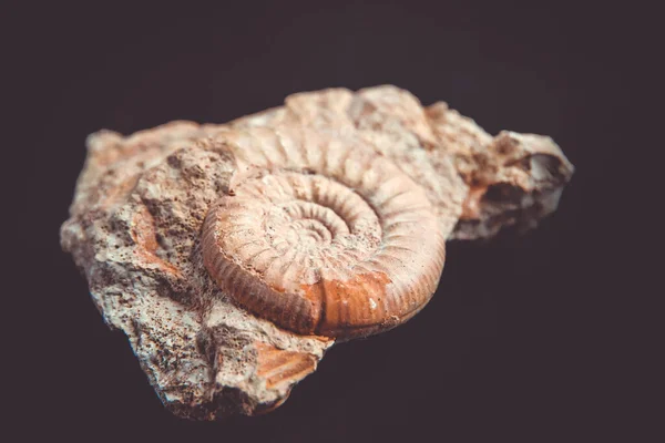 Close Seashell Black Background — Stock Photo, Image