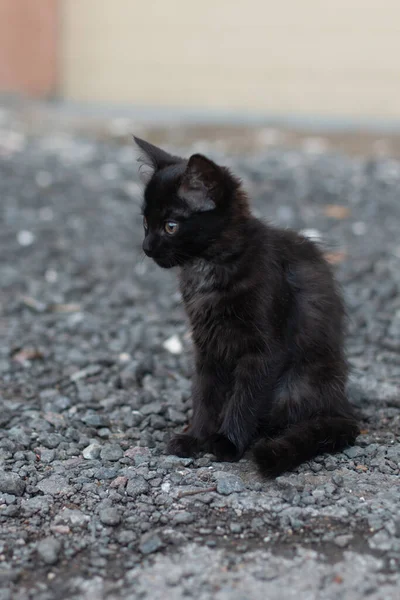 Küçük Şeytani Siyah Benekli Yalnız Bir Kedi Yavrusu Gri Çakılların — Stok fotoğraf