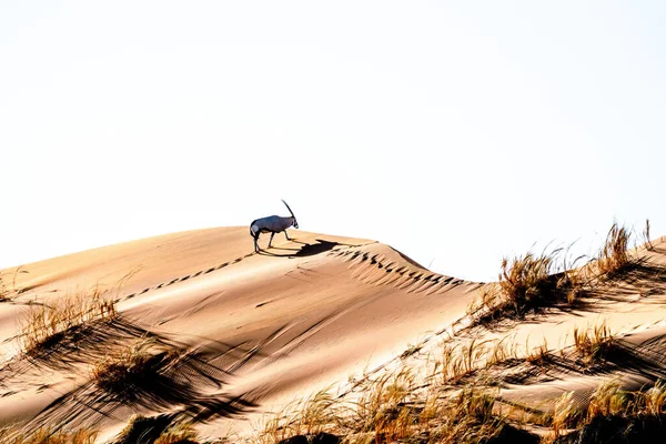 Closeup Shot Beautiful Bird Desert — Stock Photo, Image