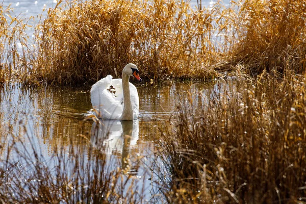 湖の白い白鳥 — ストック写真