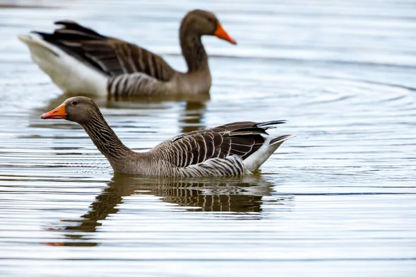 Ducks Swim Water — Stock Photo, Image