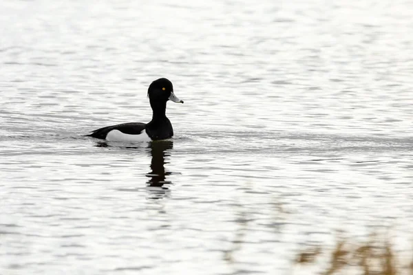 Bonito Pato Branco Nadando Lago — Fotografia de Stock