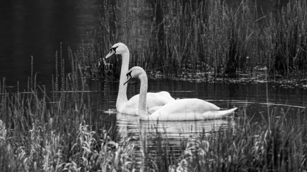 White Swan Lake — Stock Photo, Image