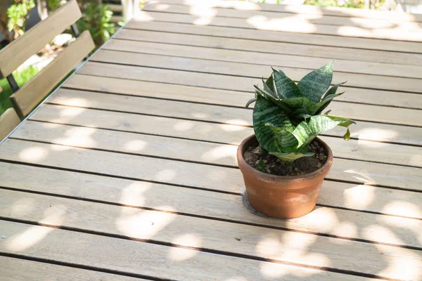 Buiten Tuin Plant Pot Decoratie Voorraad Foto — Stockfoto