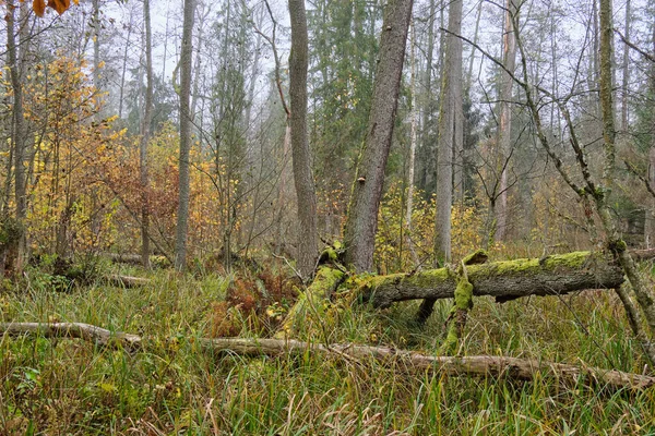 波兰Bialowieza森林 Ripariand与芦苇和芦苇倒立在一起 — 图库照片