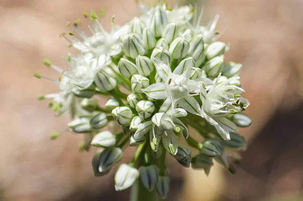 Närbild Vit Blomma — Stockfoto