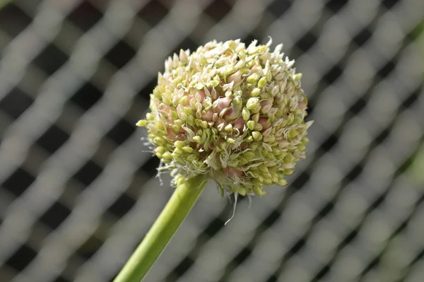 Garlic Blossom Head Infront Blurred Lattice Fence — Stock Photo, Image