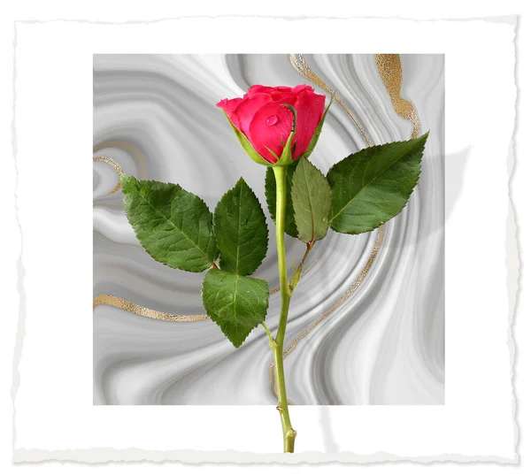 Красная Роза Цветок Пастельно Серый Белый Мраморный Фон Цветы Праздничных — стоковое фото