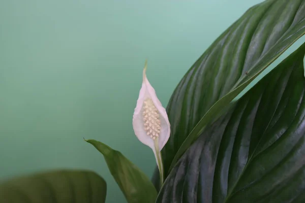 緑の葉と白い花の美しい植物 — ストック写真