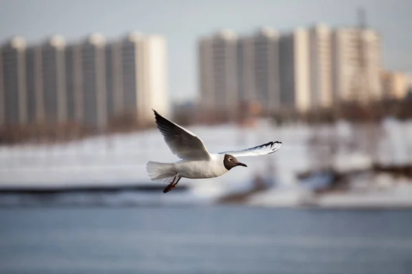 Meer Rivier Zwartkopige Gewone Meeuw Met Een Zwart Hoofd Vliegt — Stockfoto