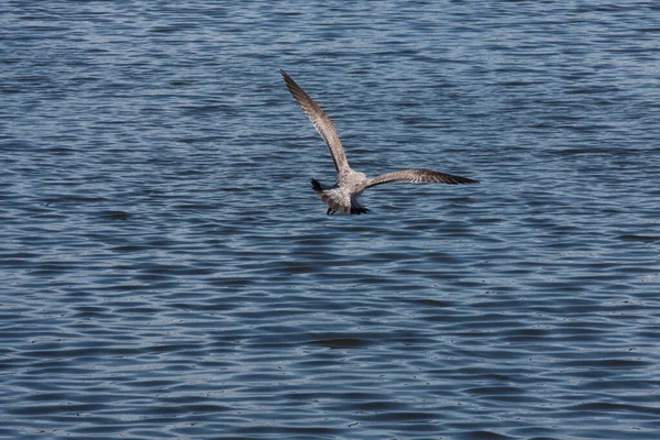 Manchado Ondulación Mar Negro Gran Gaviota Plata Vuelo Sobre Agua — Foto de Stock