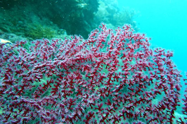 Vermutlich Godeffroys Weichkoralle Siphonogorgia Godeffroyi Nord Molukken Halmahera Indonesien Towali — Stockfoto