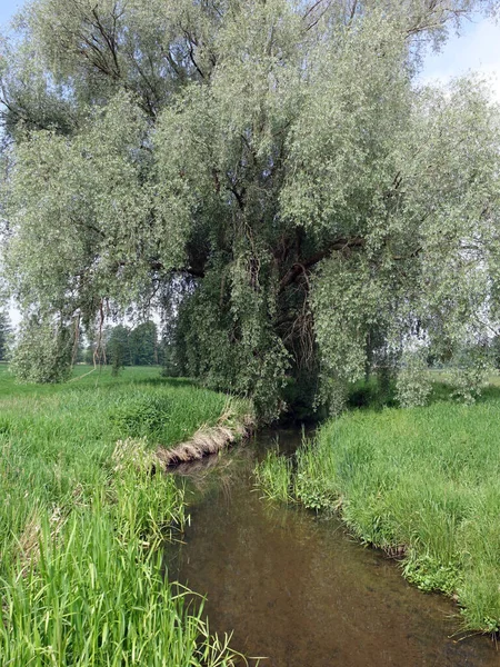 Silber Weide Salix Alba Der Wipperau Oetzen Niedersachsen Deutschland — Stock fotografie