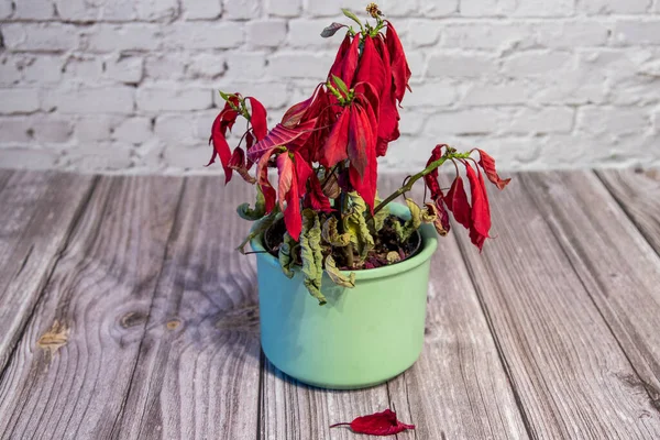 Verdorde Rode Poinsettia Een Bloempot Staand Een Tafel — Stockfoto