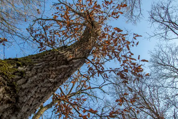 Vista Lungo Tronco Albero Fogliare Contro Cielo Blu — Foto Stock