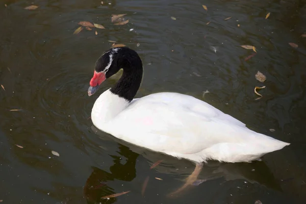 Cisne Pescoço Preto Lago Outono — Fotografia de Stock