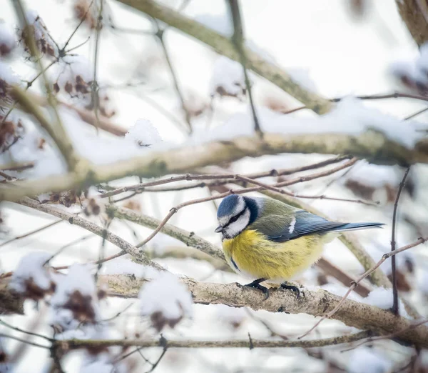 Closeup Blue Tit Bird Sitting Snow Covered Tree — Stock Photo, Image