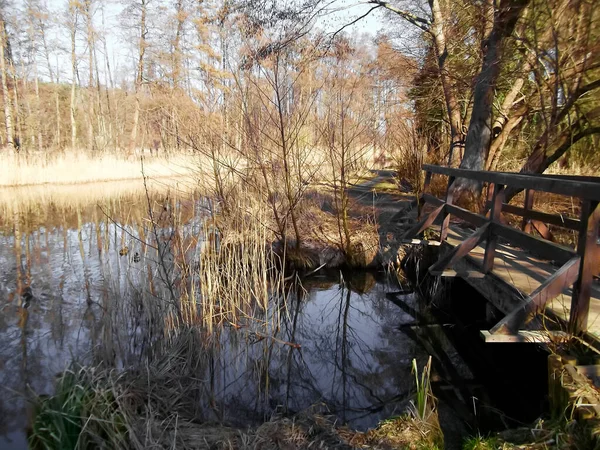 Fluss Wald — Stockfoto