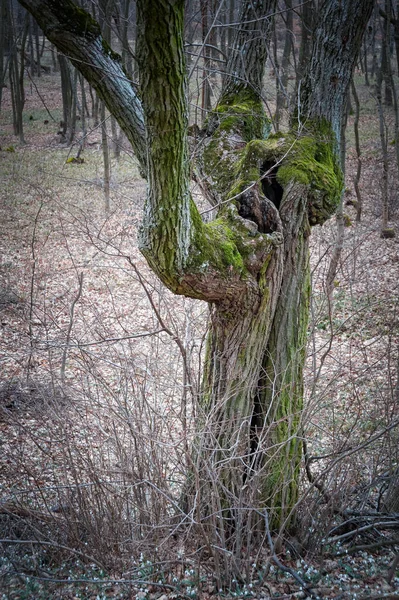 Μια Όμορφη Φωτογραφία Ενός Δέντρου Στο Δάσος — Φωτογραφία Αρχείου