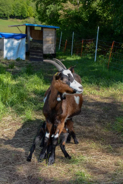 Enfant Une Semaine Avec Des Chèvres Mères Buvant Lait Dans — Photo