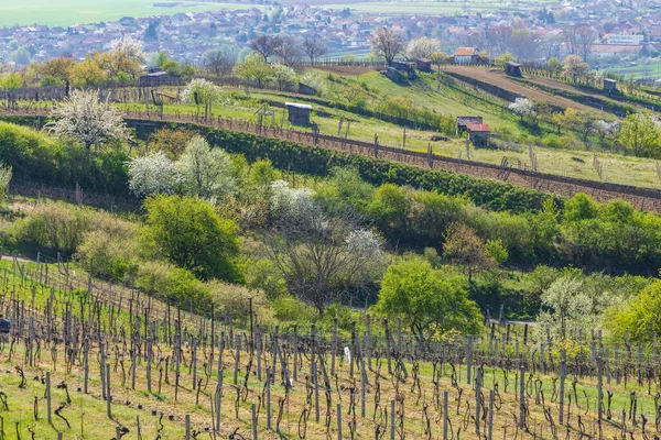 Spring Vineyard Mutenice Southern Moravia Czech Republic — Stock Photo, Image