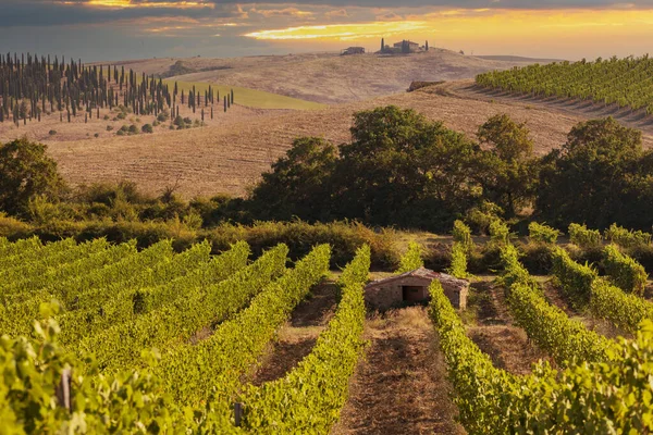 Vinhas Mais Famosas Toscana Perto Cidade Montalcino Itália — Fotografia de Stock