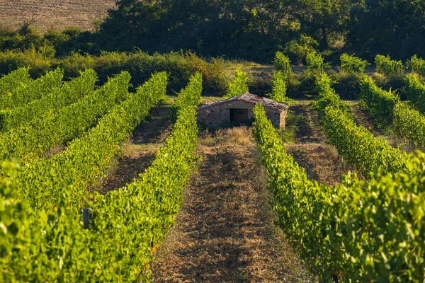 Vinhas Mais Famosas Toscana Perto Cidade Montalcino Itália — Fotografia de Stock