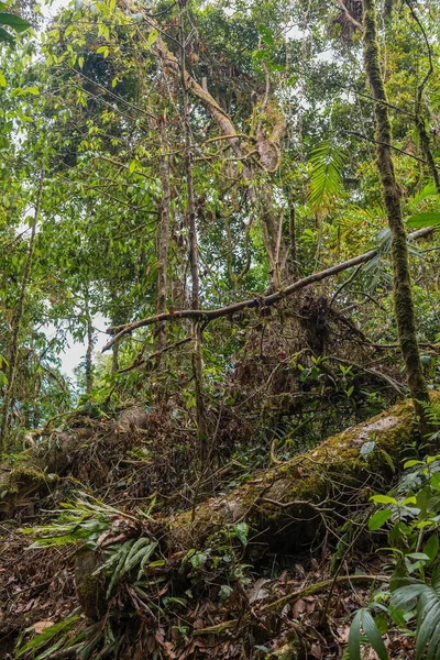 モンテベルデ高地 コスタリカの緑豊かな熱帯雨林 — ストック写真