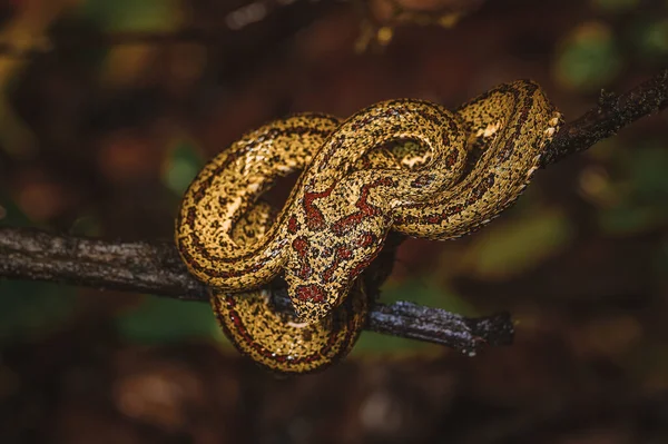 Detailní Fotografie Žlutého Hada Červenými Skvrnami Větvi Stromu Divoká Příroda — Stock fotografie