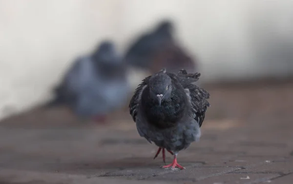 公園の道路に沿って鳩の鳥の散歩 — ストック写真