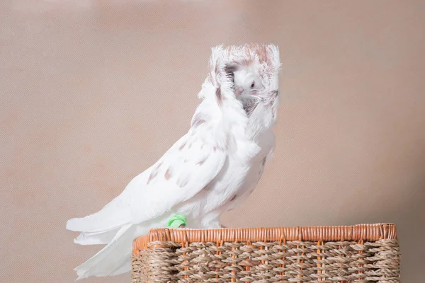 White Mottled Pigeon Crested Chubataya Red Specks Sits Woven Basket — Stock Photo, Image