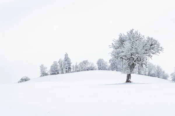 Bellissimo Paesaggio Invernale Con Alberi Innevati — Foto Stock