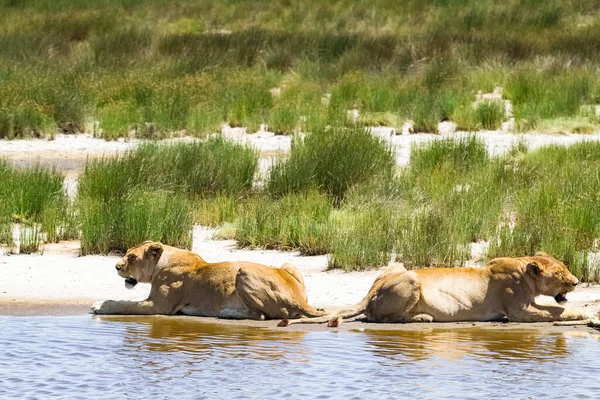 Pride of lions on shore of small pond. Serengeti, Africa