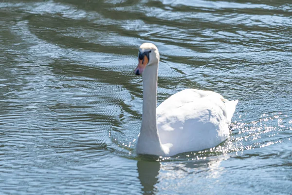 Cigno Nell Acqua Fiume Con Una Corrente Molto Bassa — Foto Stock