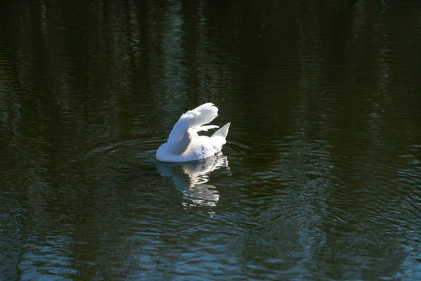 非常に低い電流の川の水の中で白鳥 — ストック写真