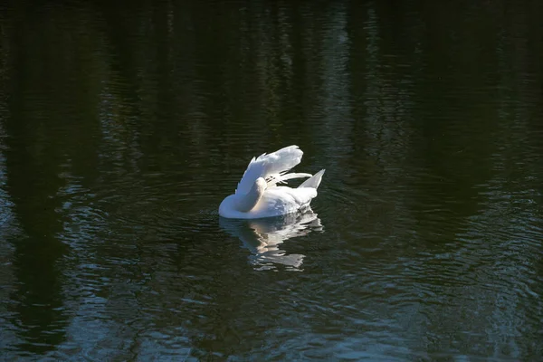 Cygne Dans Eau Une Rivière Très Faible Courant — Photo