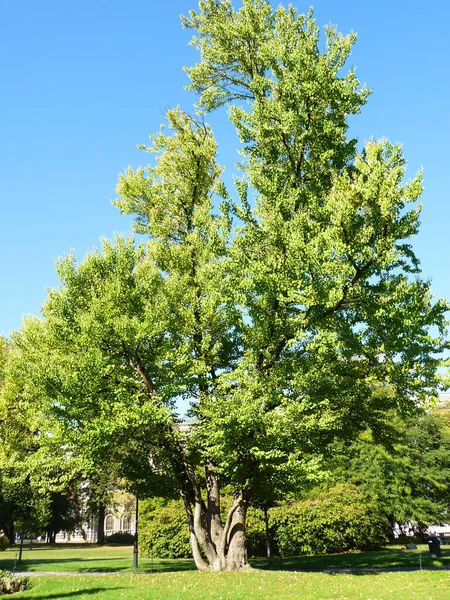 Green Trees Park — Stock Photo, Image