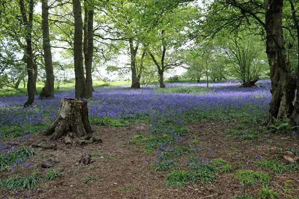 Весняні Ліси Чорним Дзвоном Hyacinthoides Non Scripta Квіти Вкриті Великими — стокове фото