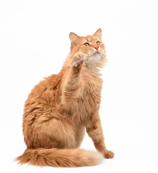 Volwassen Pluizige Rode Kat Zit Hief Zijn Voorpoten Omhoog Dier — Stockfoto