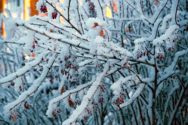 雪に覆われた美しい 明るい赤い果実の野生のローズヒップブッシュ 冬の自然環境 — ストック写真