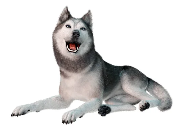 Рендеринг Сибирской Хаски Собаки Белом Фоне — стоковое фото