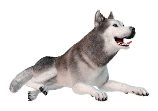 Rendering Eines Sibirischen Husky Hundes Isoliert Auf Weißem Hintergrund — Stockfoto