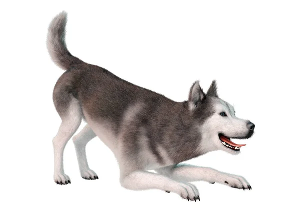 Renderização Cão Husky Siberiano Isolado Fundo Branco — Fotografia de Stock