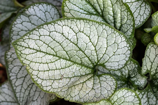 Daun Hijau Pada Latar Belakang Gelap — Stok Foto