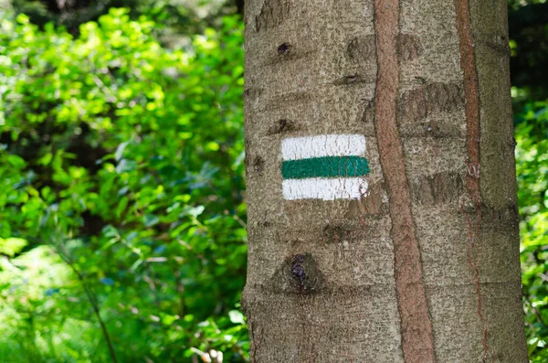 绿色远足小径上旅游标记的细节 树干上画了记号 符号指出了正确的道路 森林导航图 — 图库照片