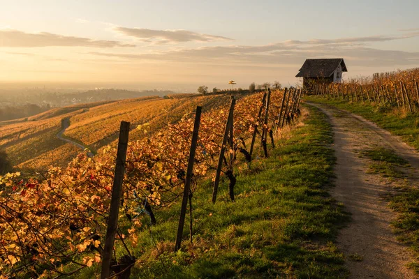 Vineyard Golden Hour Autumn — Stock Photo, Image